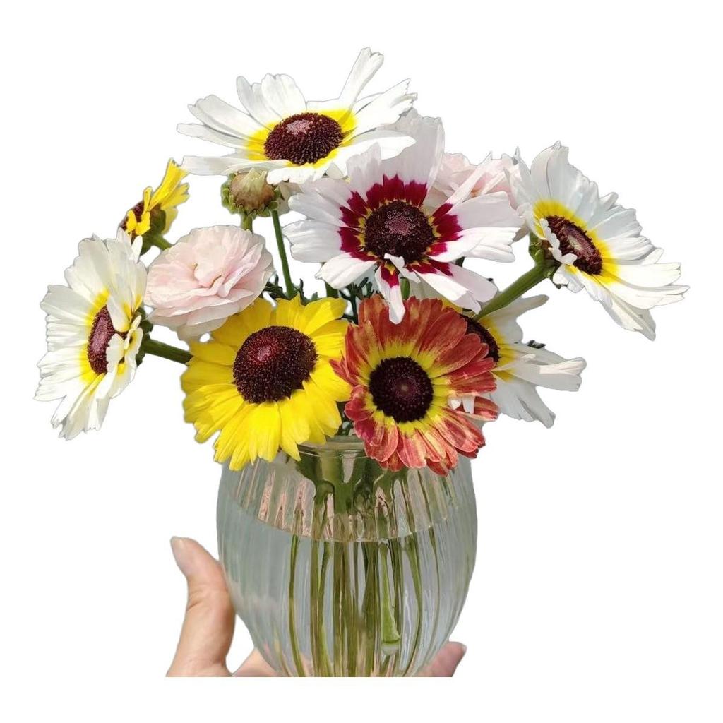 Para cultivar: Sementes original 30 sementes De Crisântemo Garland