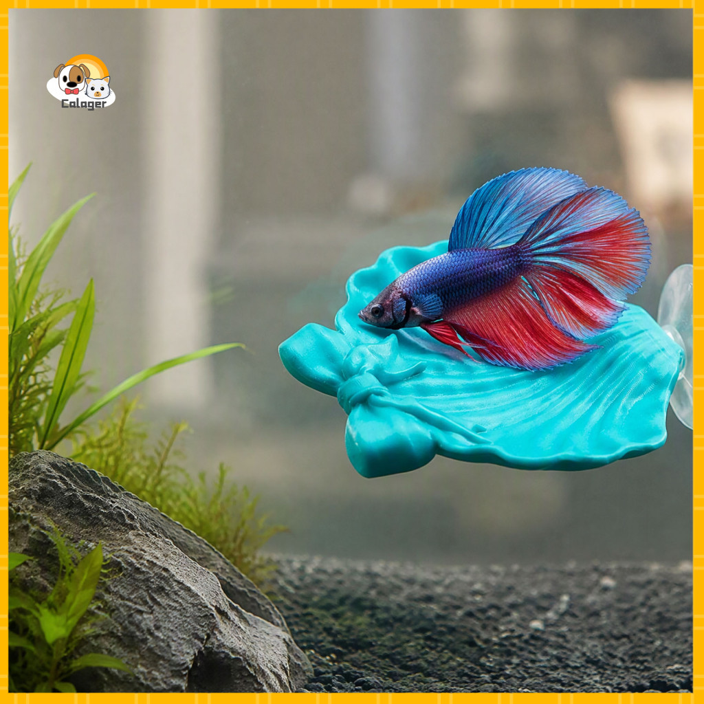 Aquatic Platform Betta Fish Hammock Shell with Suction Cup Bow Bed for Tank Decor Spot and Bubble Nesting Shelter for Aq