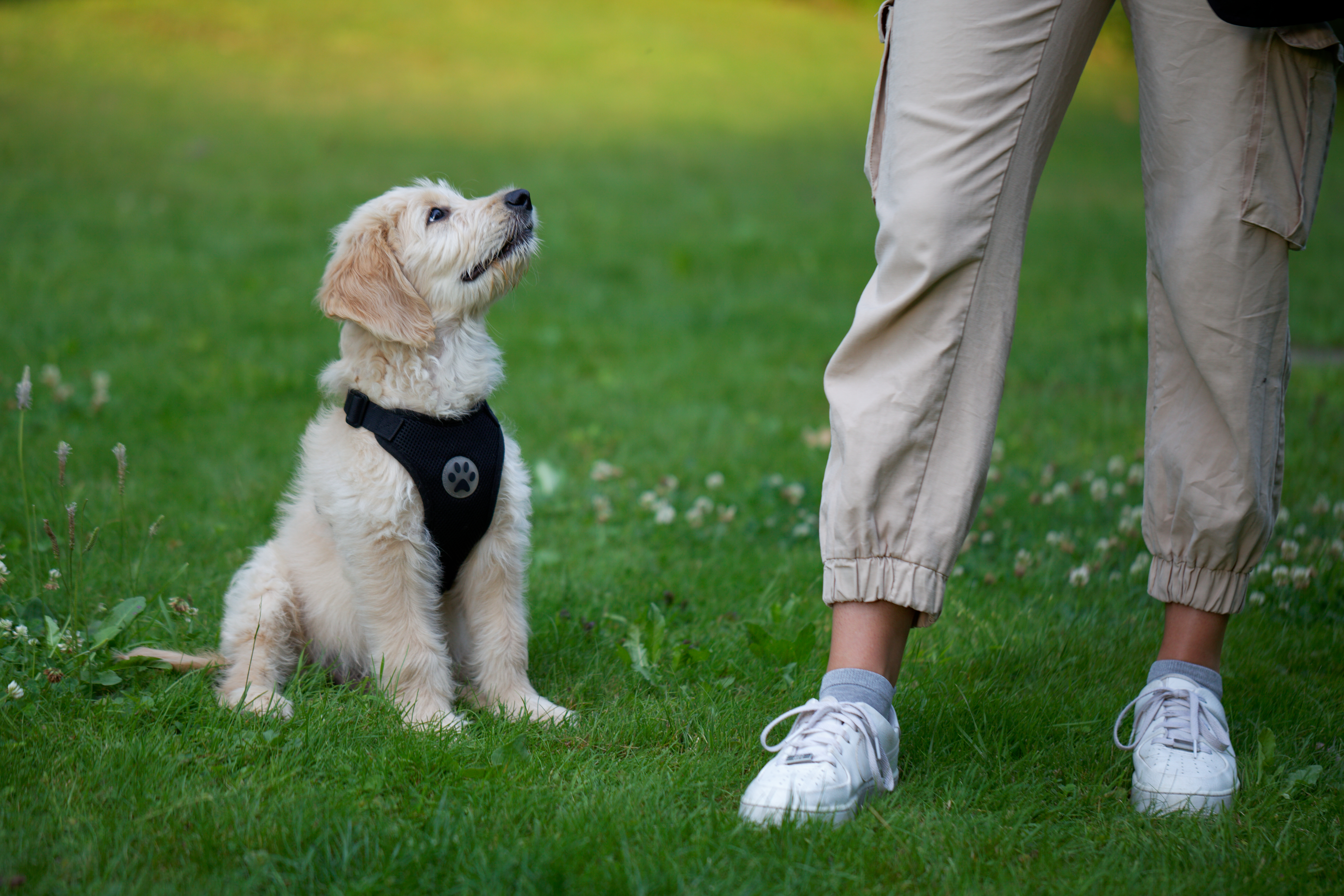 Hundeschule / Hundetraining - Welpentraining