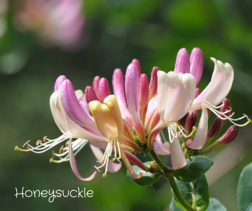 Bachblüten fürs Tier - Sanfte Seelentröster
