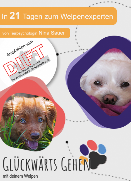 In 21 Tagen zum Welpenexperten - Einzigartiger Online-Kurs