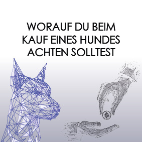 Kauf eines Hundes für Anfänger