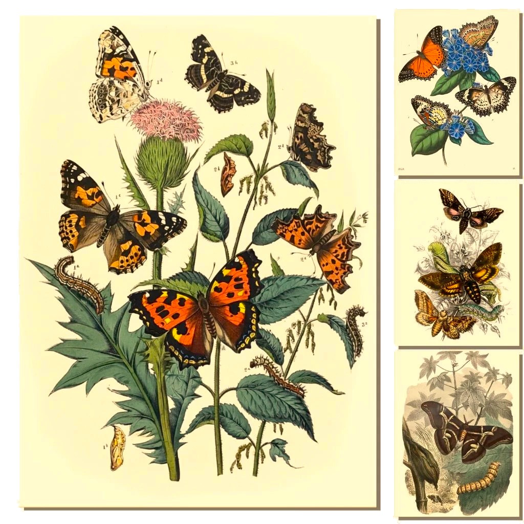 Kit 10 Poster Borboleta Vintage - Botânica Flores Parede Retrô Borboletas Livros de Biologia