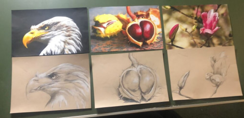 Zeichnen: 3 Naturmotive auf Tonpapier