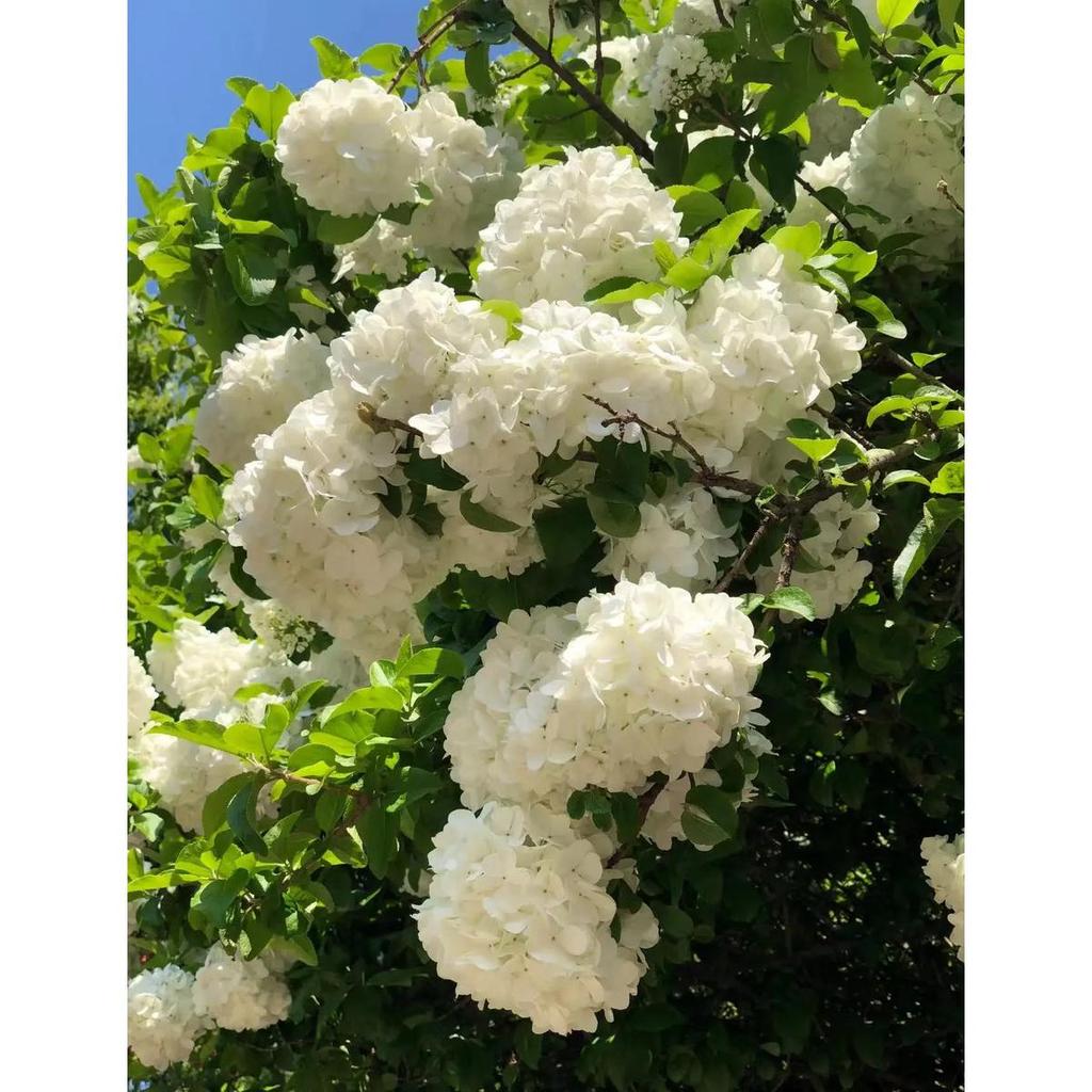 Sementes Original 30 sementes De Hydrangea Branca | Cultivo por sementes