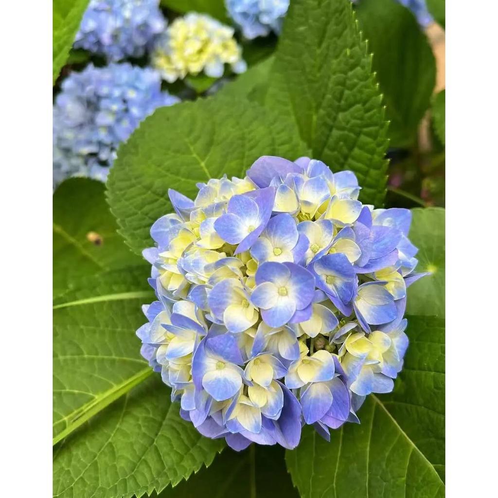 Sementes Original 30 sementes De Hydrangea Hortênsia Colorida Para Jardim | Cultivo por sementes
