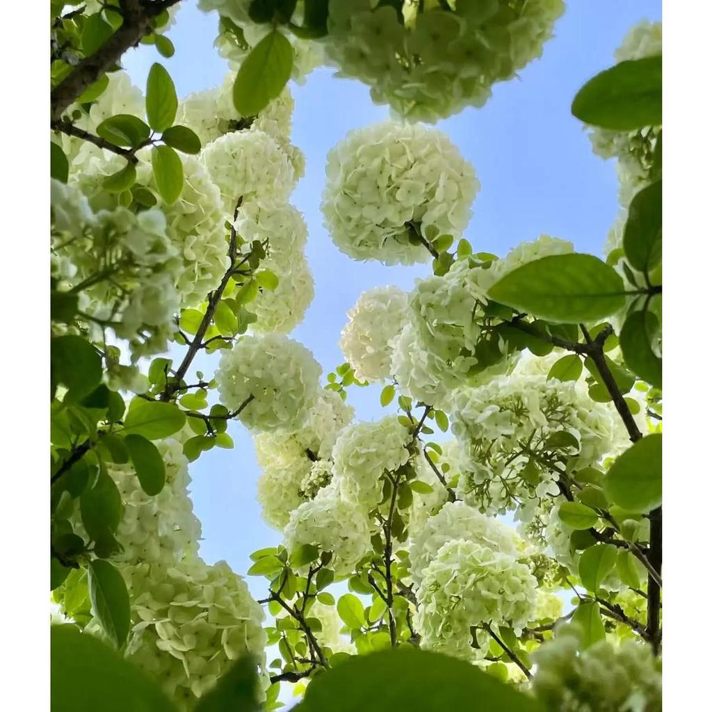 Sementes Original 30 sementes De Hydrangea Arbórea Hortênsia Arbórea | Cultivo por sementes