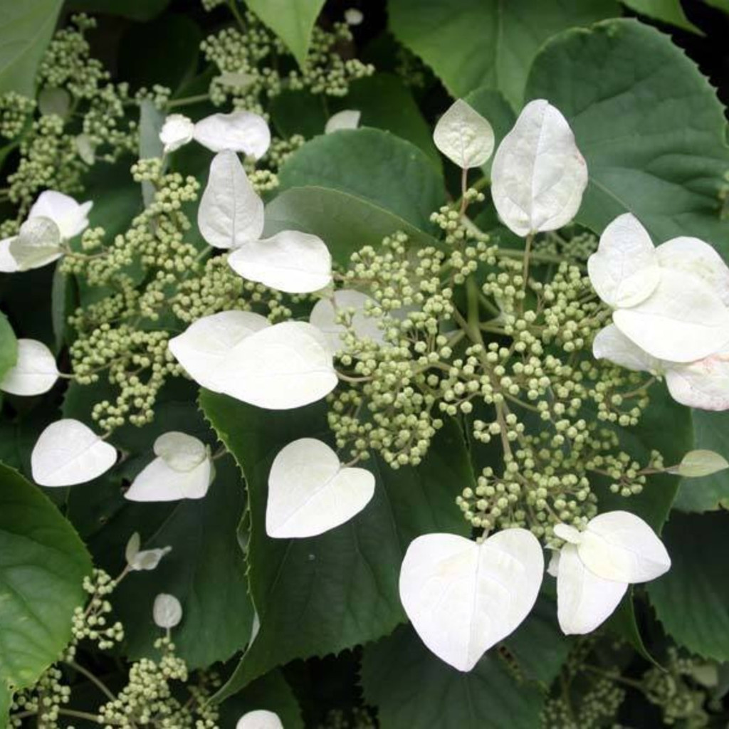 Hortência Trepadeira Hydrangea 100 sementes Flor Para sementes | Cultivo por sementes
