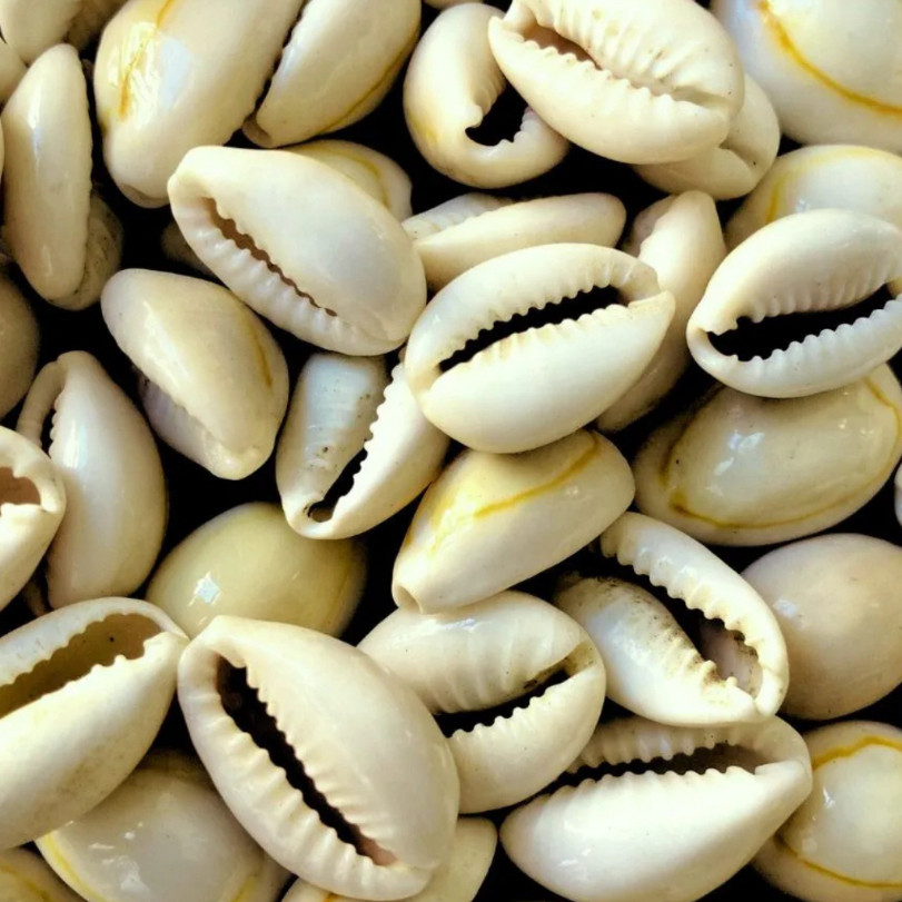 Búzios Branco Natural Fechado Umbanda e Candomblé Unidade.