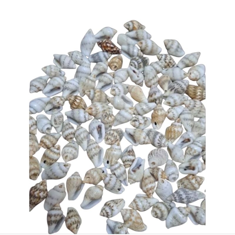 Conchas Naturais Rajadas e Resinadas – Kit com 50 Unidades – Furo Pingente - Montagem Bijuterias.