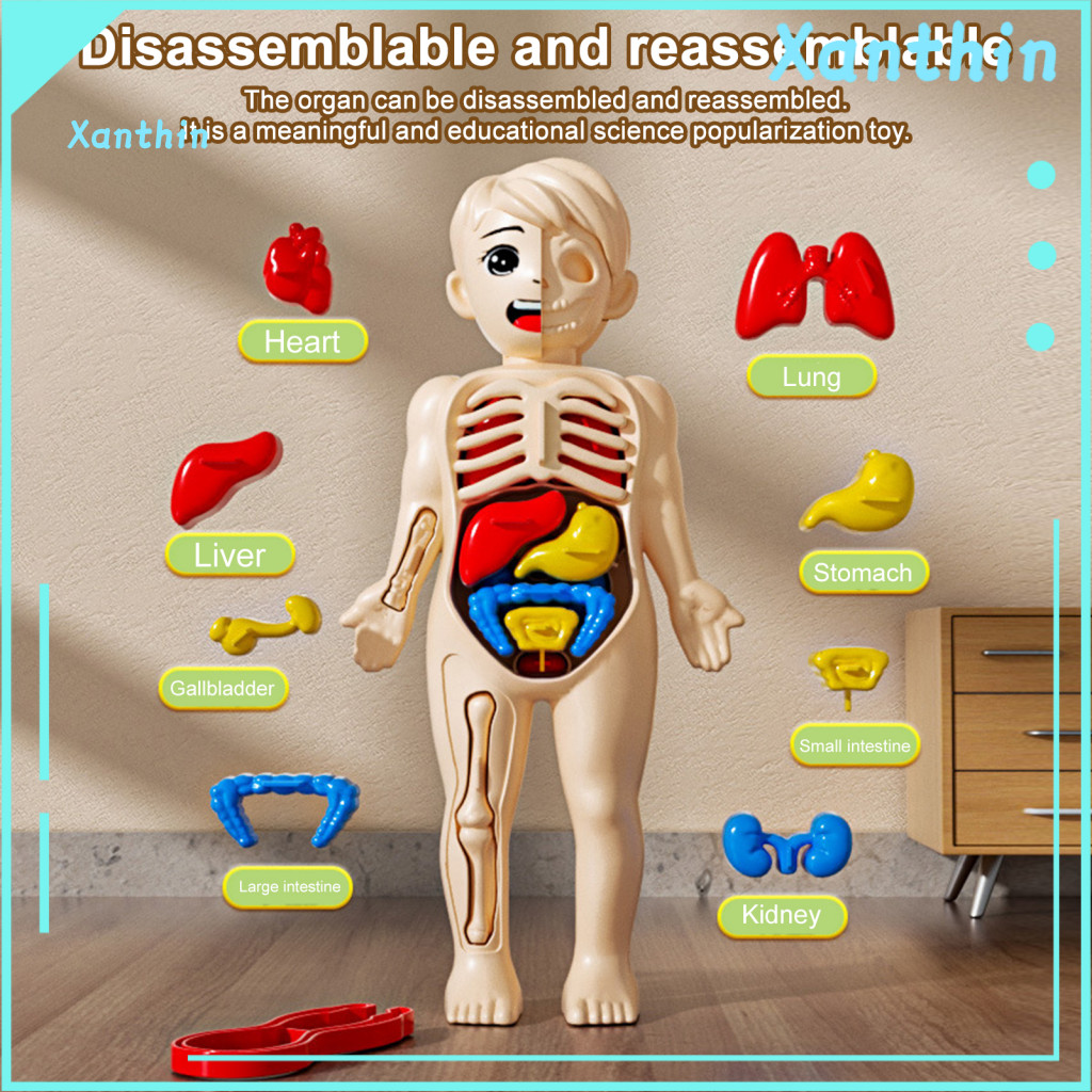 Children Anatomy Model Kids Kit Body with Tweezers 3d Learning Toy Internal Organ Assembly for Educational for Southeast