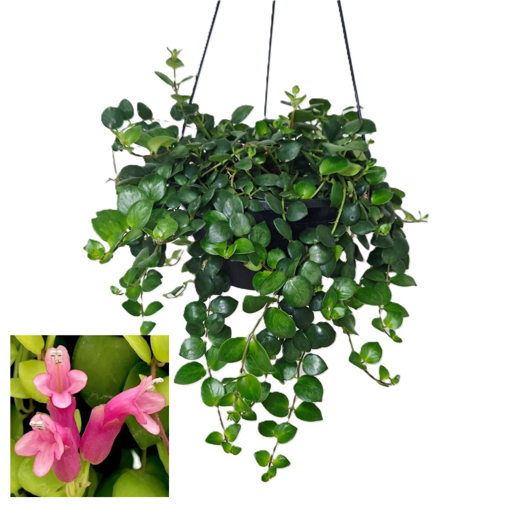 Vaso Columneia Aeschynanthus Columeia Rosa Pink Polka
