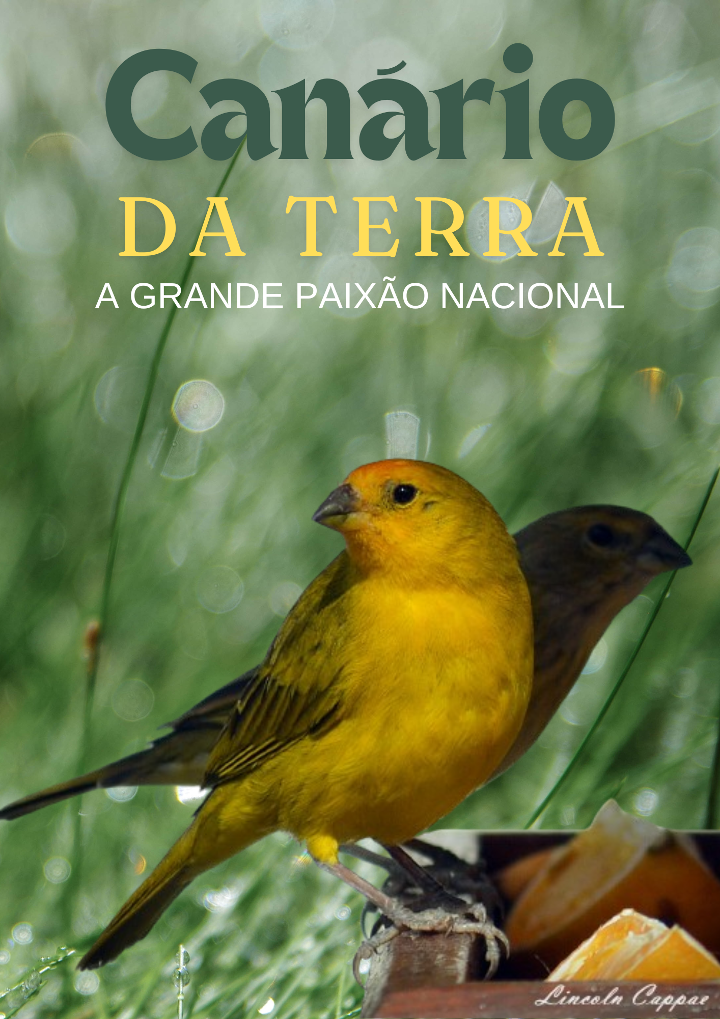 CANÁRIO DA TERRA - A GRANDE PAIXÃO NACIONAL