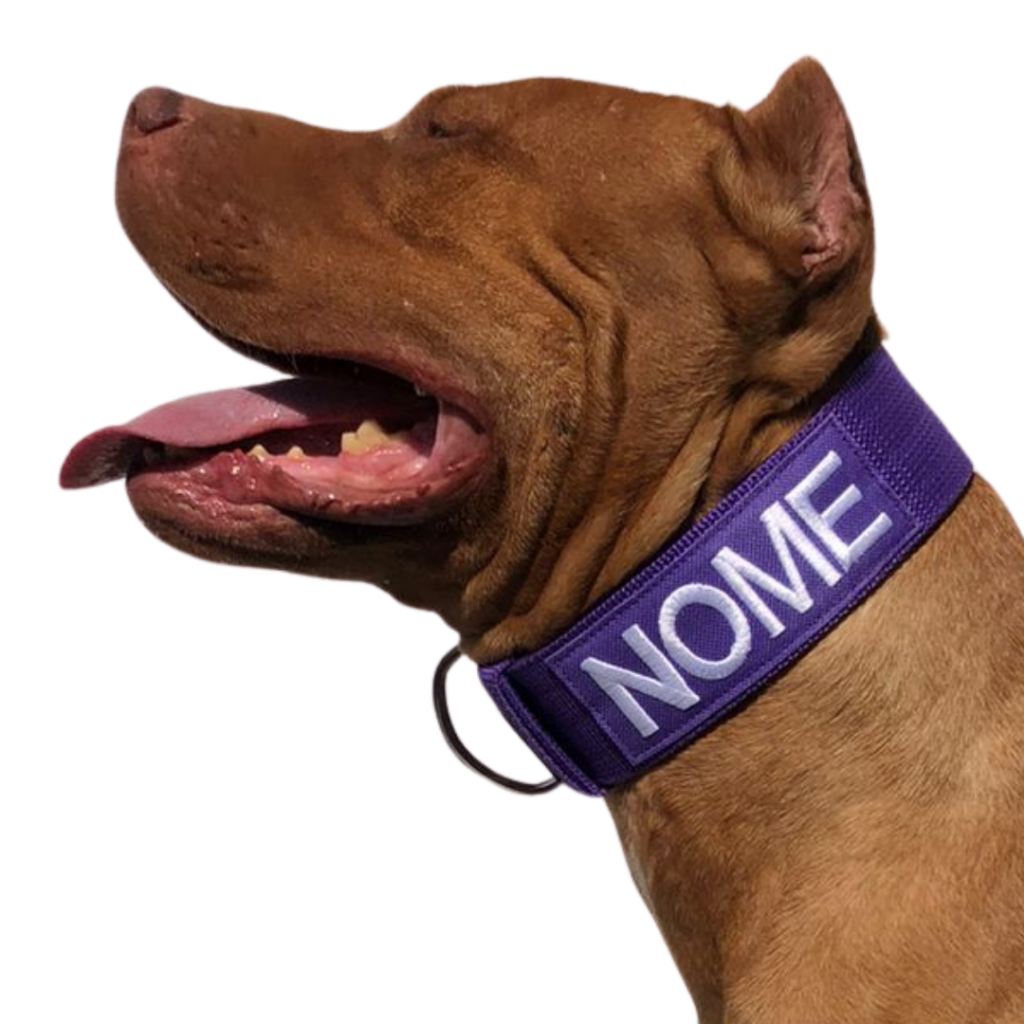 Coleiras personalizadas extremamente fortes para cães de médio e grande porte.