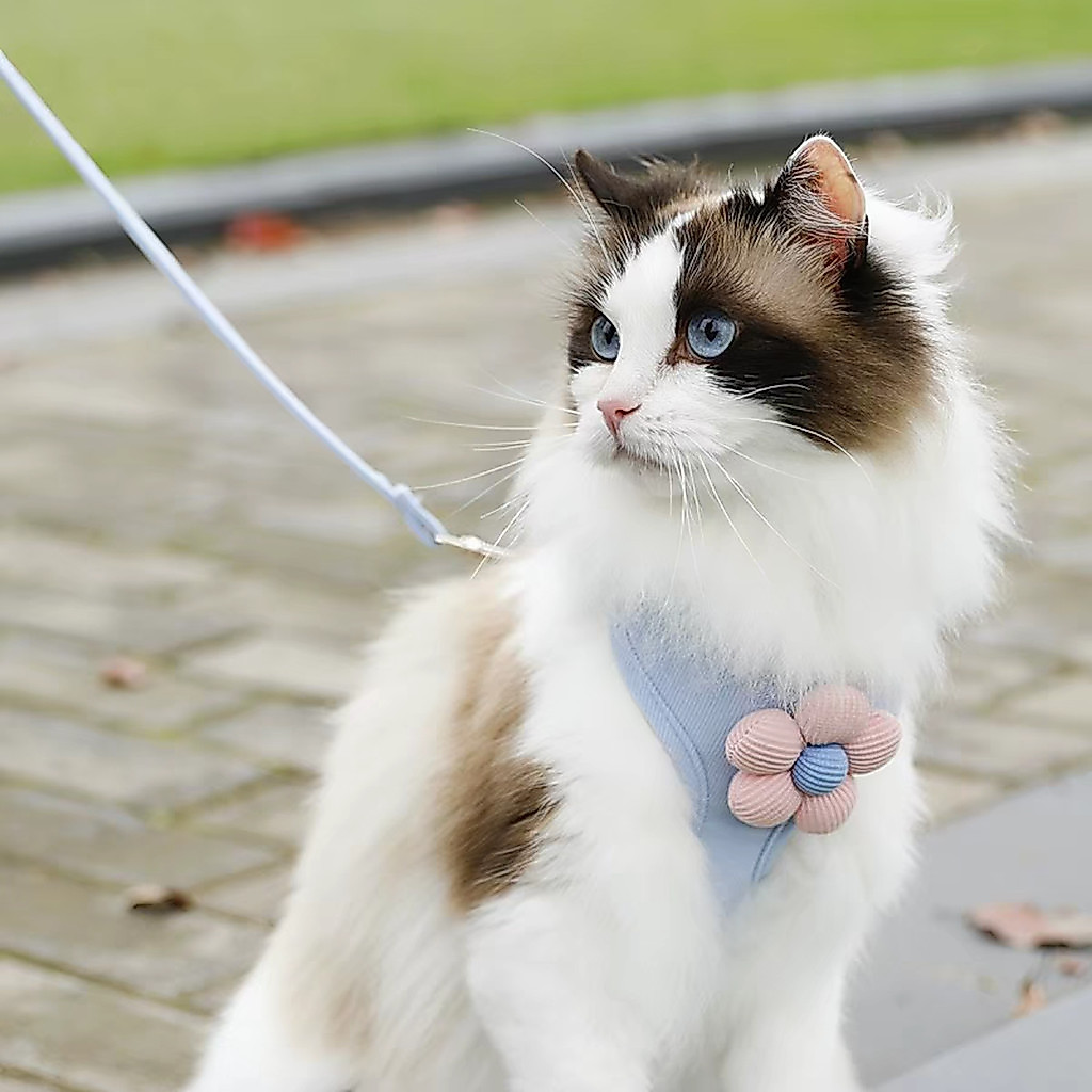 Coleira de gato em forma de I tipo colete para cachorro pequeno Teddy Bichon Pomeranian Dog Walking Leash Chain Chest St