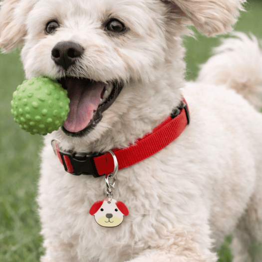 Coleira para Cachorro Dog Pet com Plaquinha Identificação Pet Com QRCODE Tamanho P Porte Pequeno