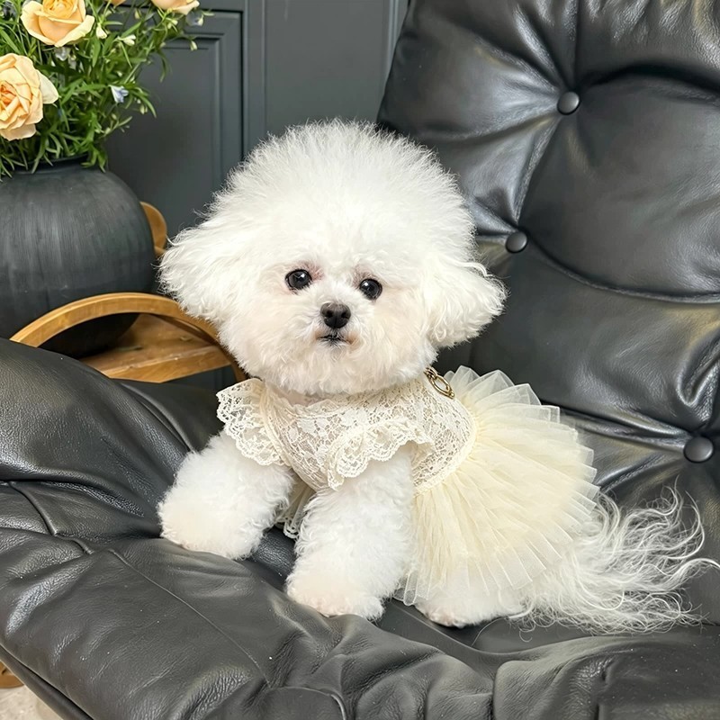 Bonito verão legal roupas para cães verão renda fina Pettiskirt princesa pequeno cão teddy saia respirável Shih Tzu Pug