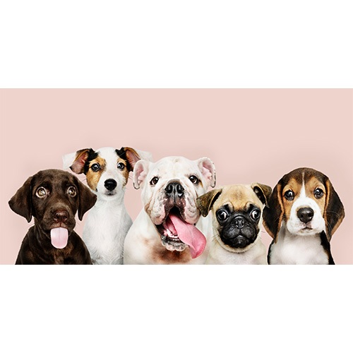 Adesivo PetShop 300cmx150cm Personalizado