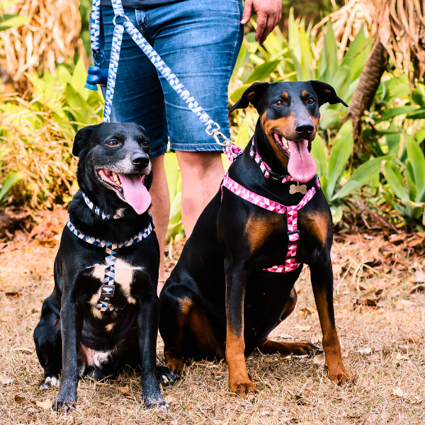 Guia Dupla Para Passeio Com Dois Cães ZaraBlue