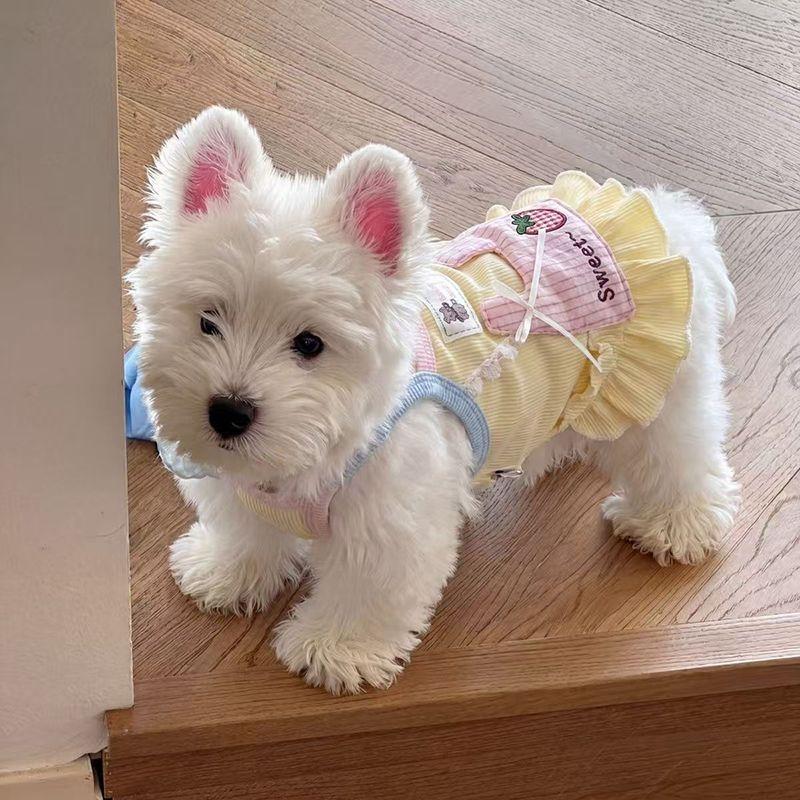 Roupas para cães Camisola Bichon Cat Teddy Vestido de renda para animais de estimação para cães pequenos