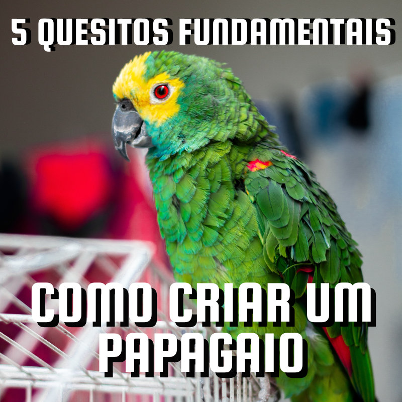 Como Criar Um Papagaio - 5 Quesitos Fundamentais