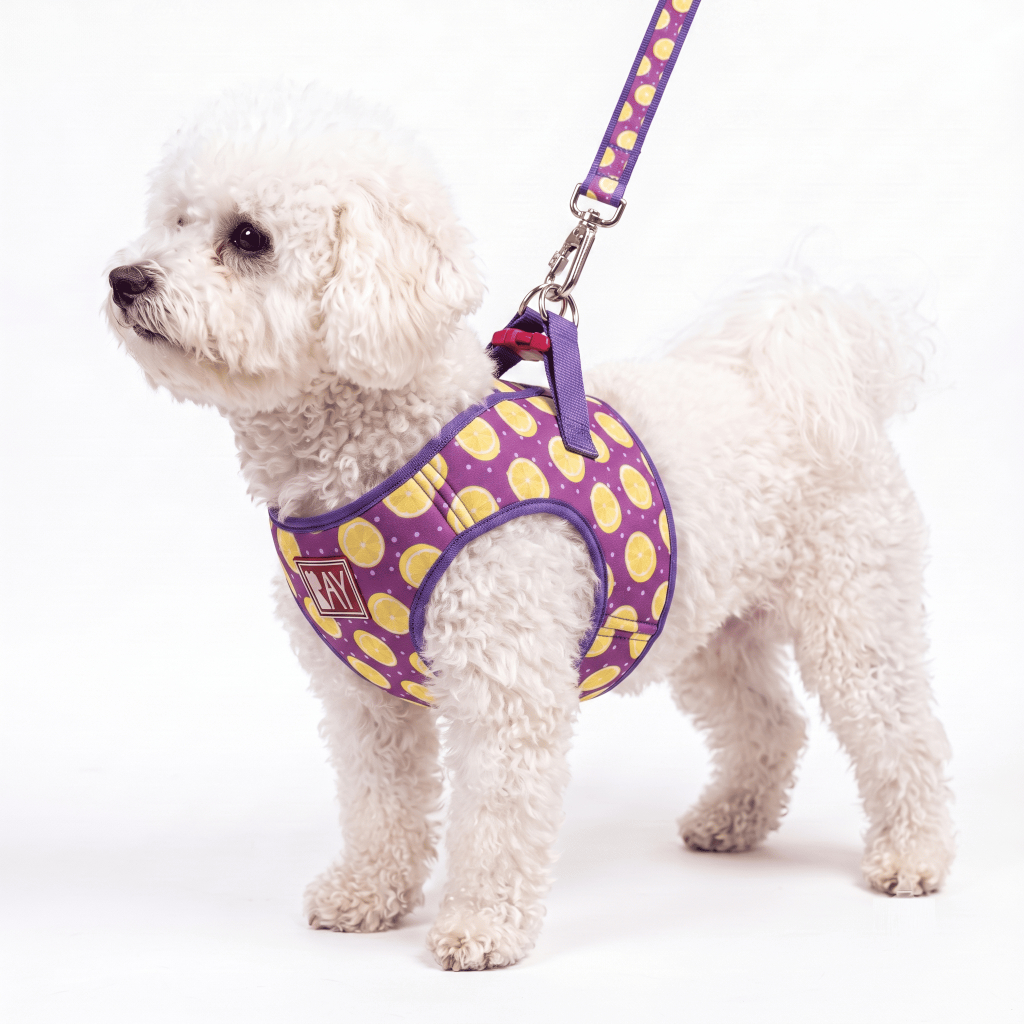 Peitoral Print + Guia - Ray Pet Life - Lemon Roxo