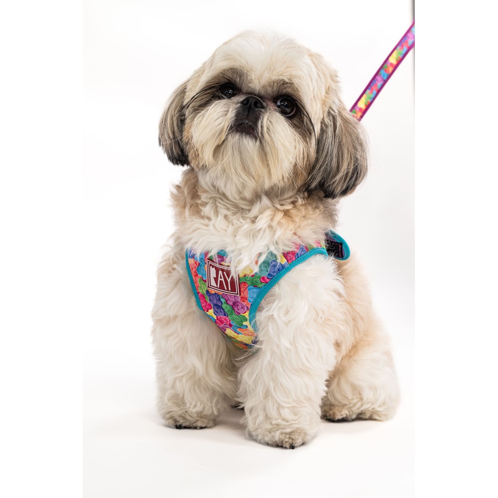 Peitoral Print + Guia - Ray Pet Life - Gummy Bear