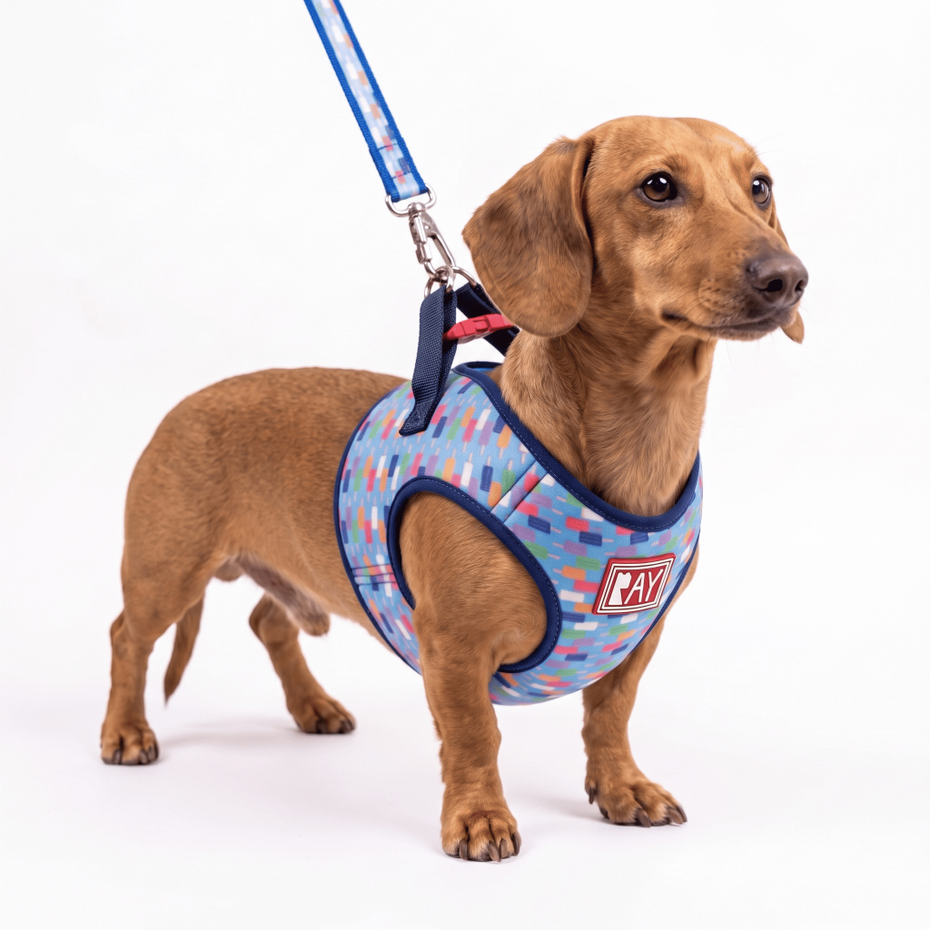 Peitoral Print + Guia - Ray Pet Life - Picolé Multicolor