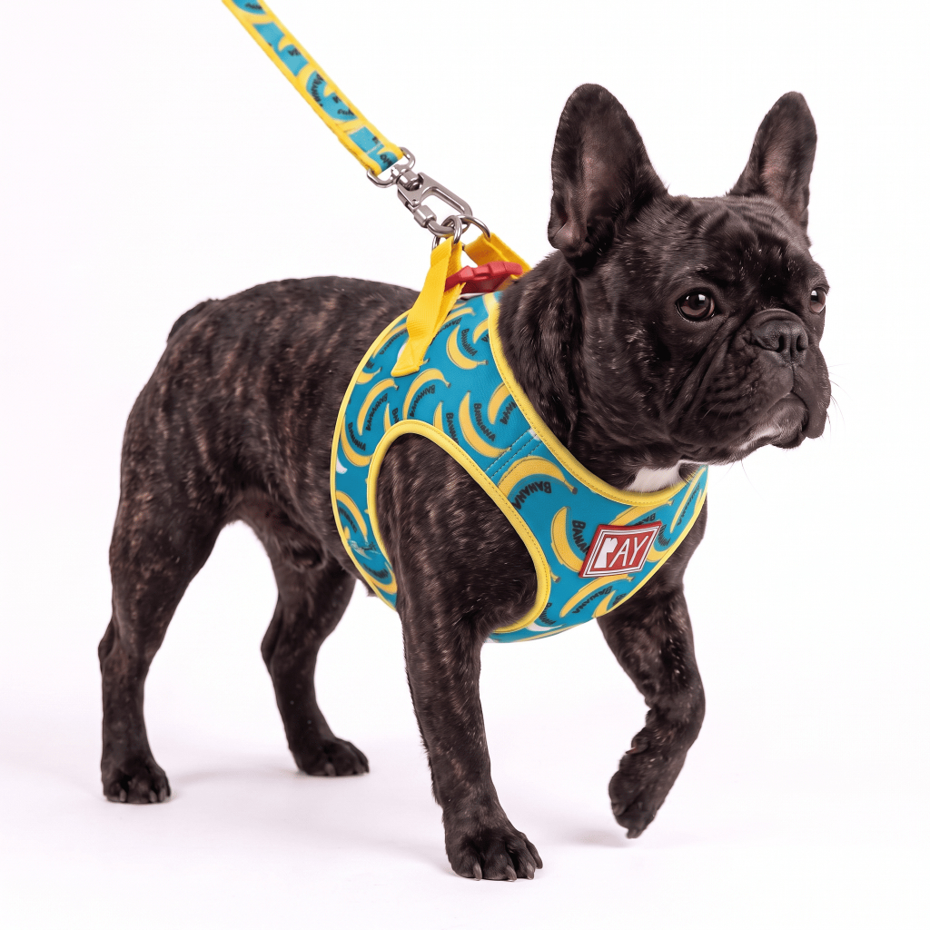 Peitoral Print + Guia - Ray Pet Life - Banana Blue