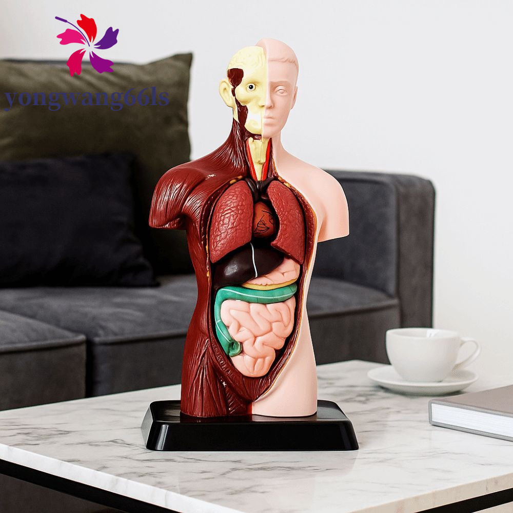 Modelo de Anatomia do Tronco Humano YONGWANG, Mannequin DIY, Material Educacional Montessori, Corpo 3D 67KF