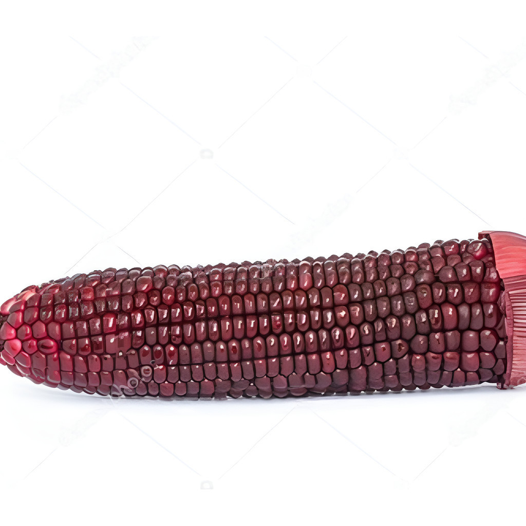 300 Semente P Muda Milho Pipoca Crioulo Vermelho Roxo Orgân