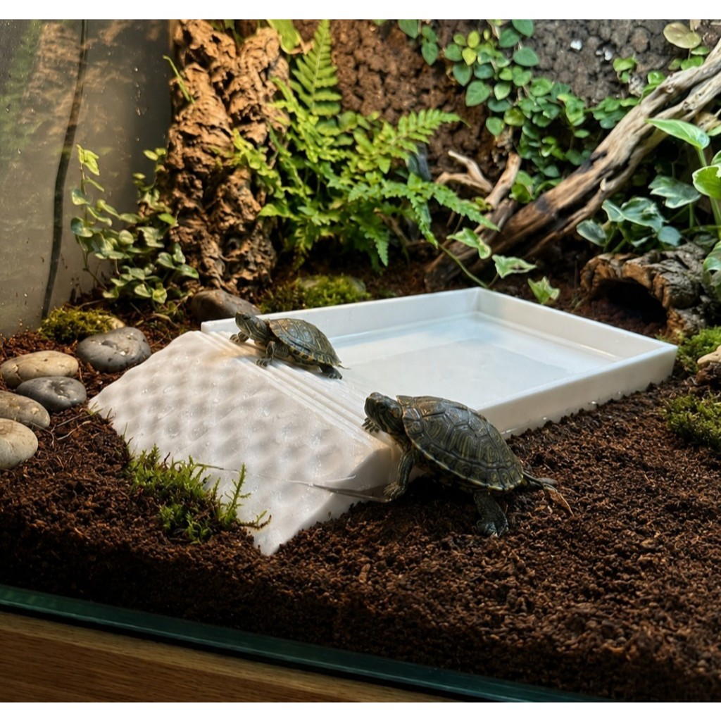Piscina e Plataforma de Descanso para Tartarugas Pequenas - 3D - Aquário, Terrarios e Animais Silvestres, Jabutis