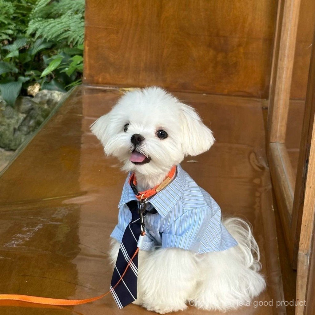 Roupas elegantes para gatos de estimação, camisas leves para Bichon Frise, Corgi, Highland Terrier, Teddy e cães machos,
