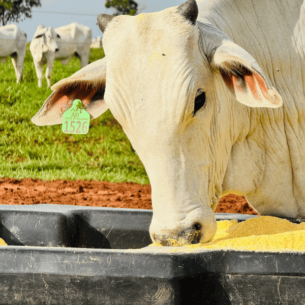 Planilhas de Formulação e Custos de Suplementação para Recria e Engorda de Gado