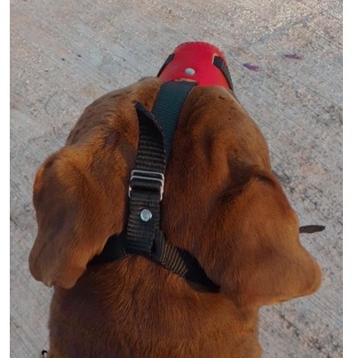 Focinheira cachorro golden labrado pastor alemao box boder coll