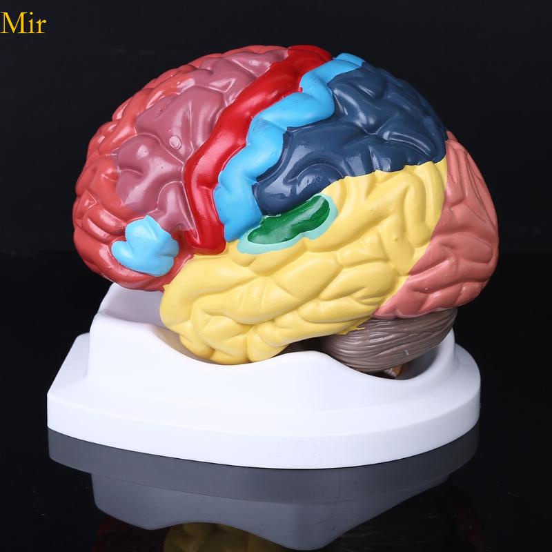 Mir Life Size Human Anatomia Do Modelo Área Funcional Cérebro Para Estudo Da Científica