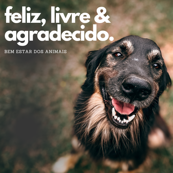 bem estar do seu aumigo