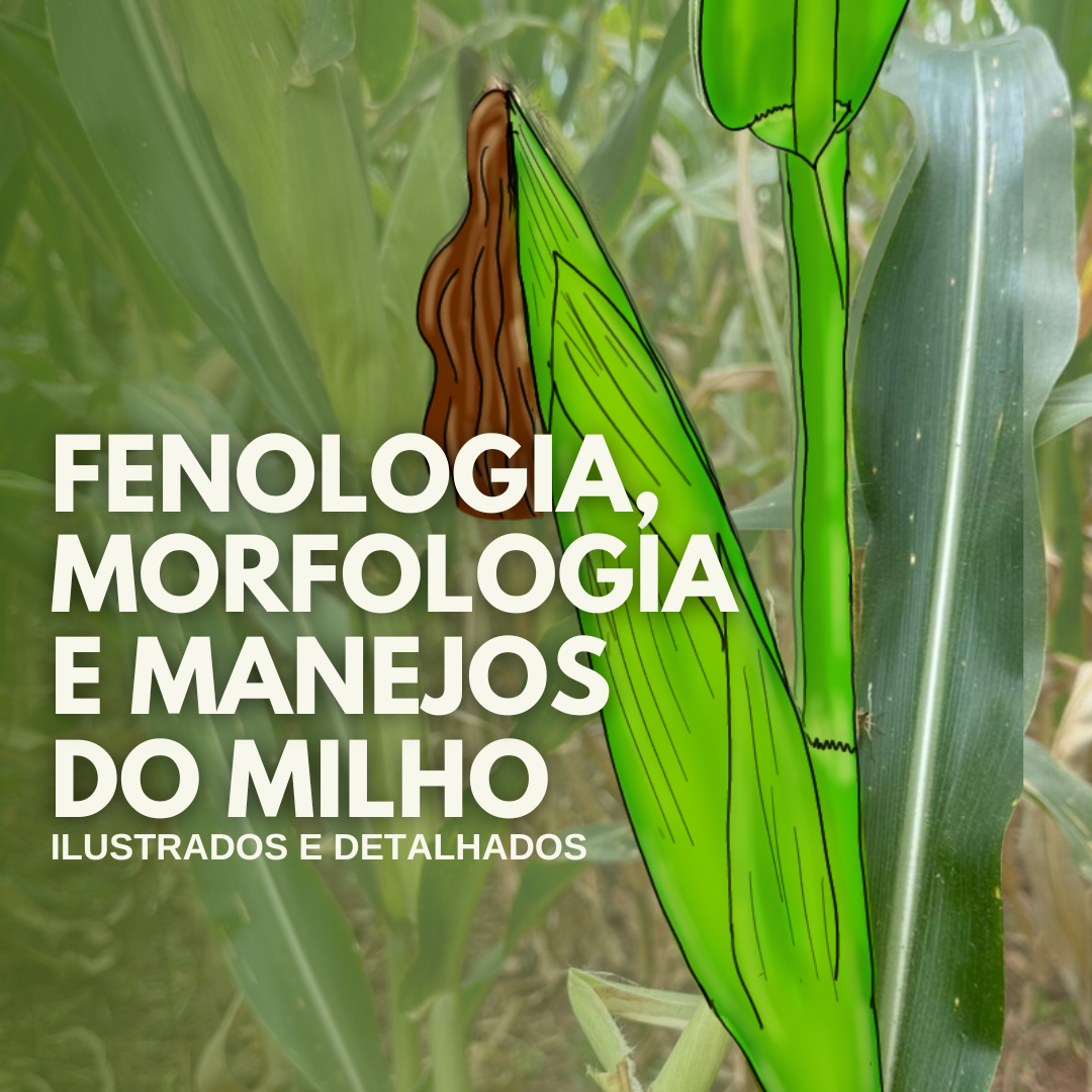 FENOLOGIA, MORFOLOGIA E MANEJOS DO MILHO