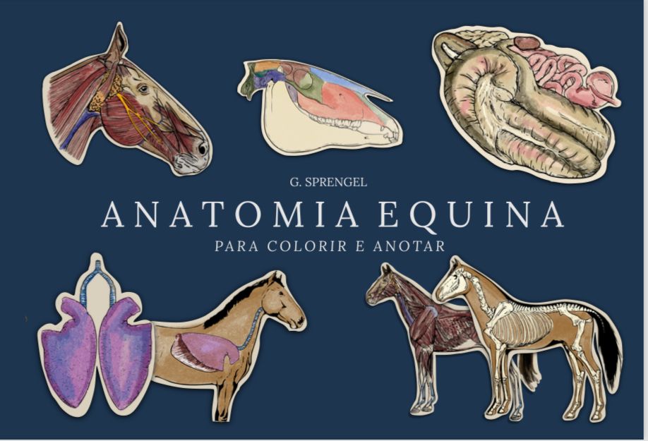 Anatomia Equina para Colorir e Anotar (Sprengel)