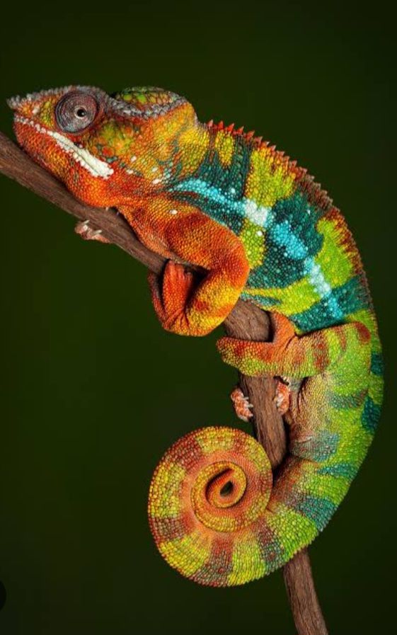 Camaleão, programando com resiliência