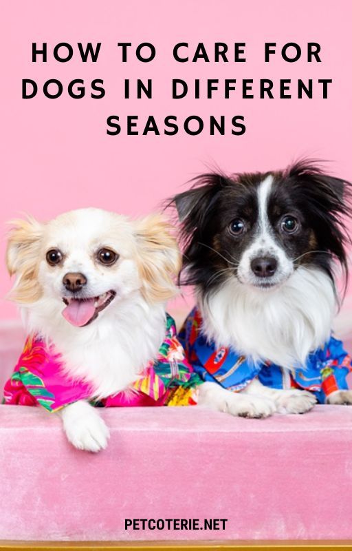 How to Care for Dogs in Different Seasons