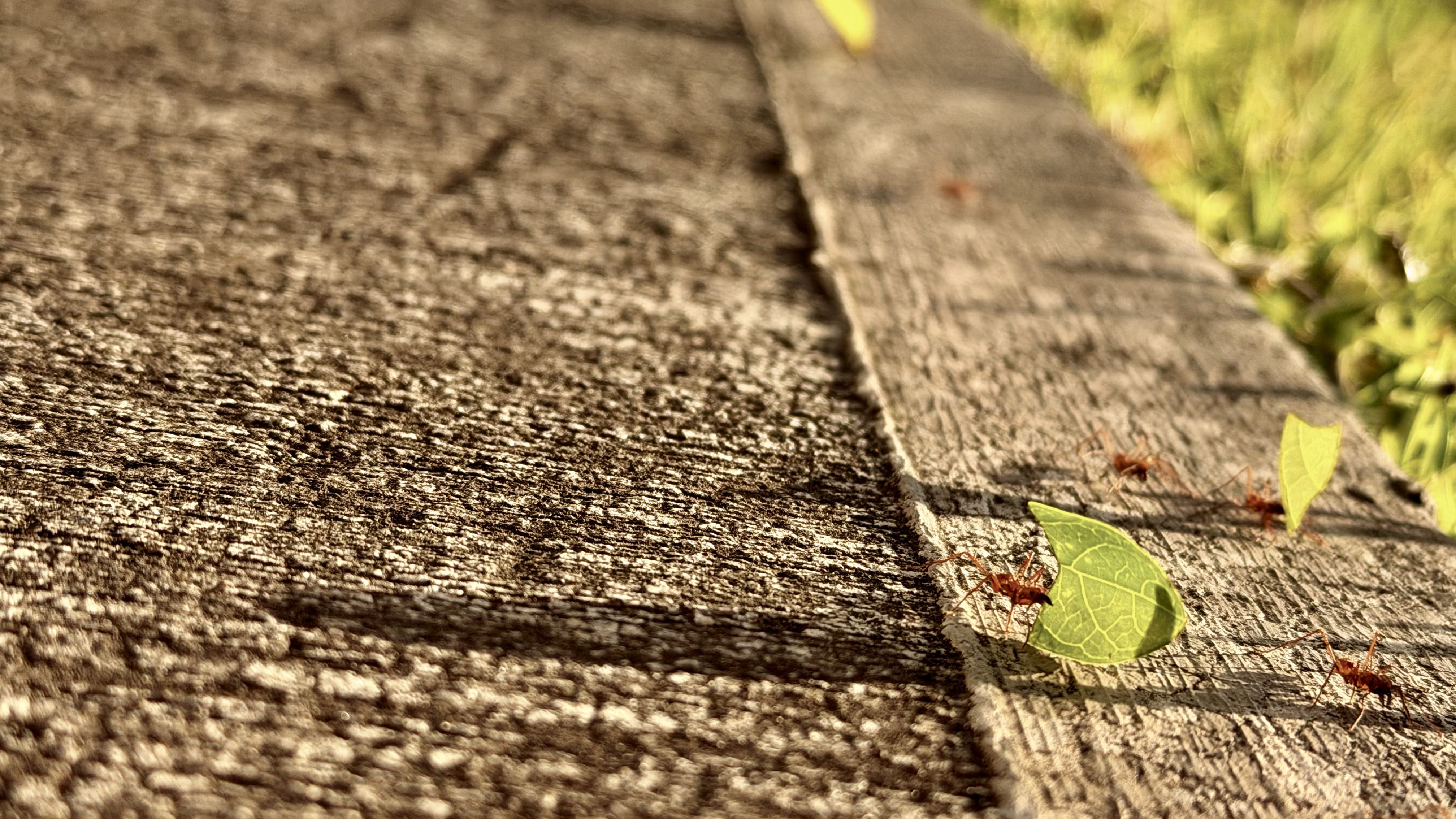 Wallpaper Working Ant