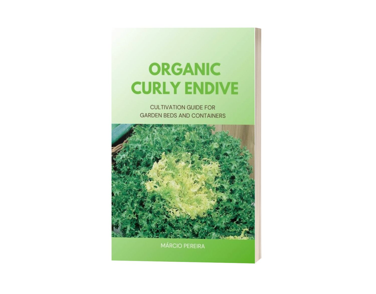 Organic Curly Endive