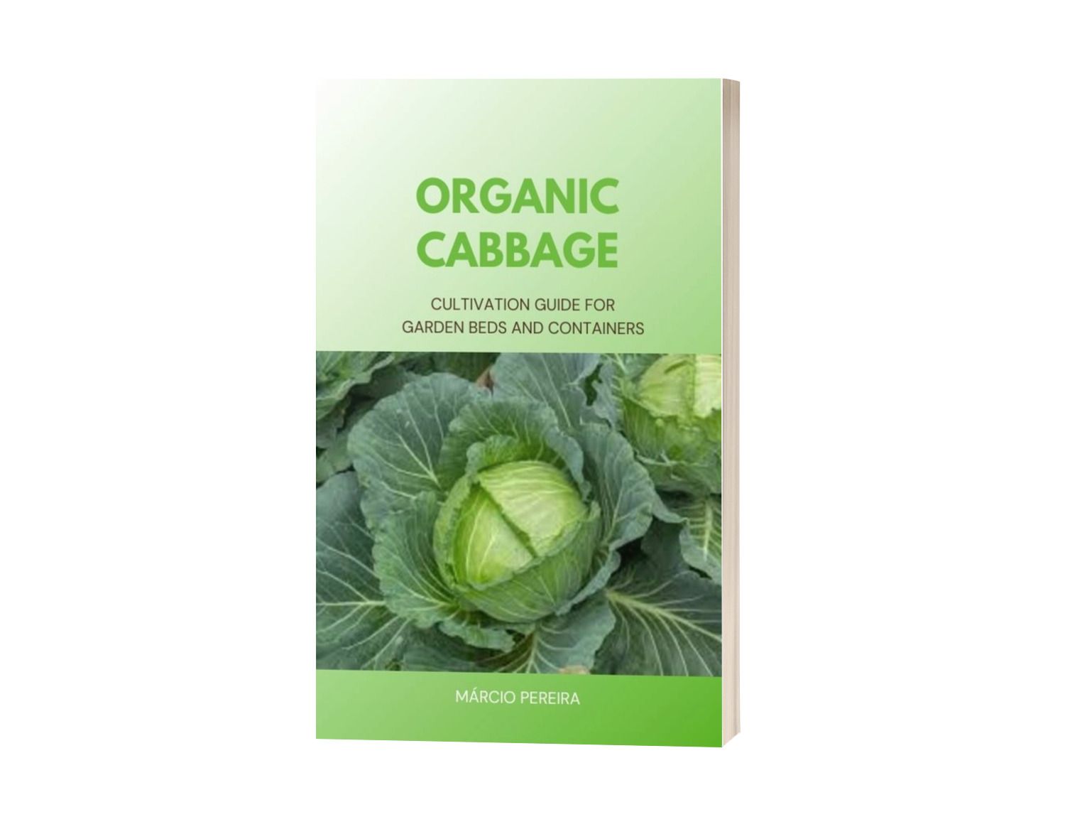 Organic Cabbage