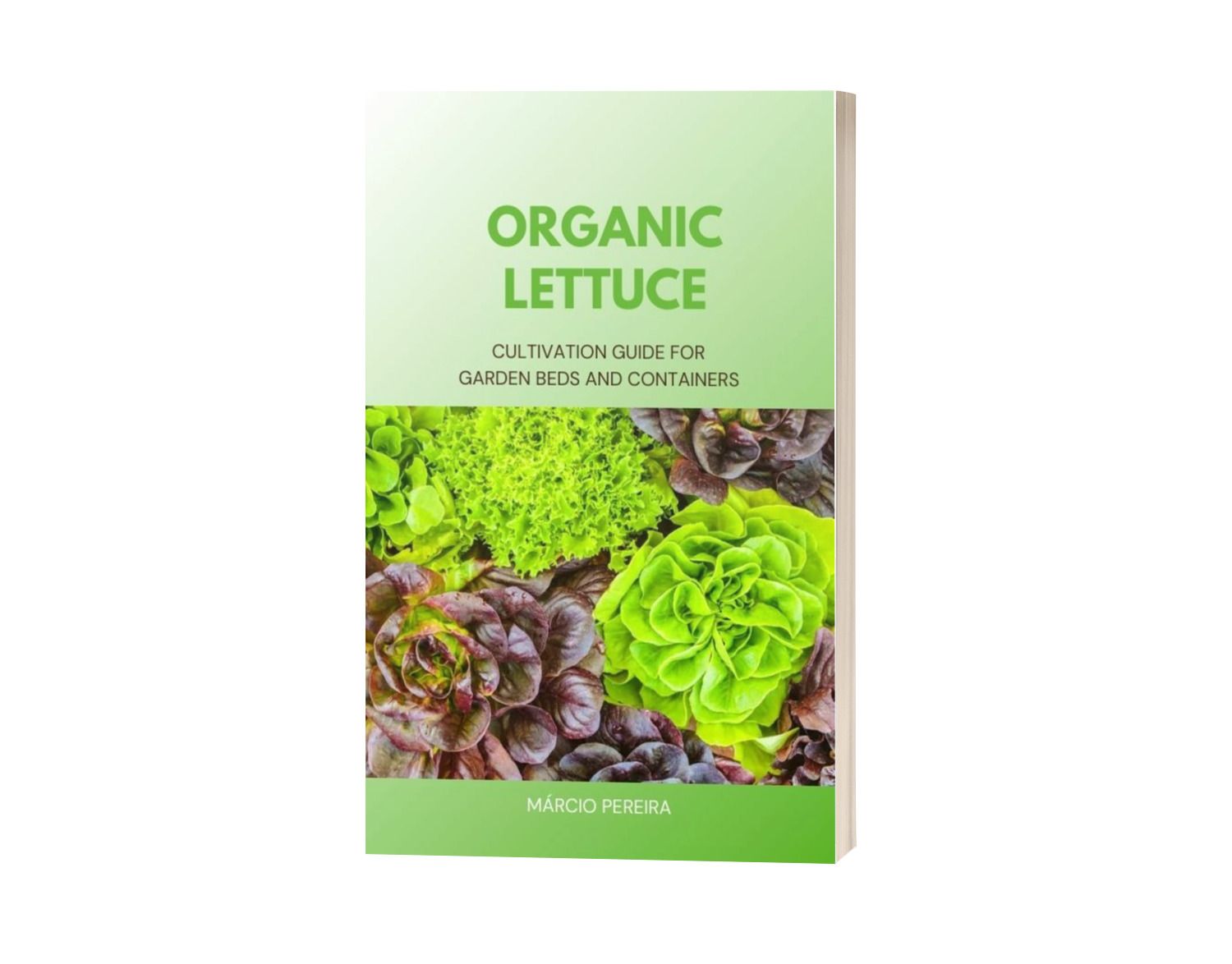 Organic Lettuce