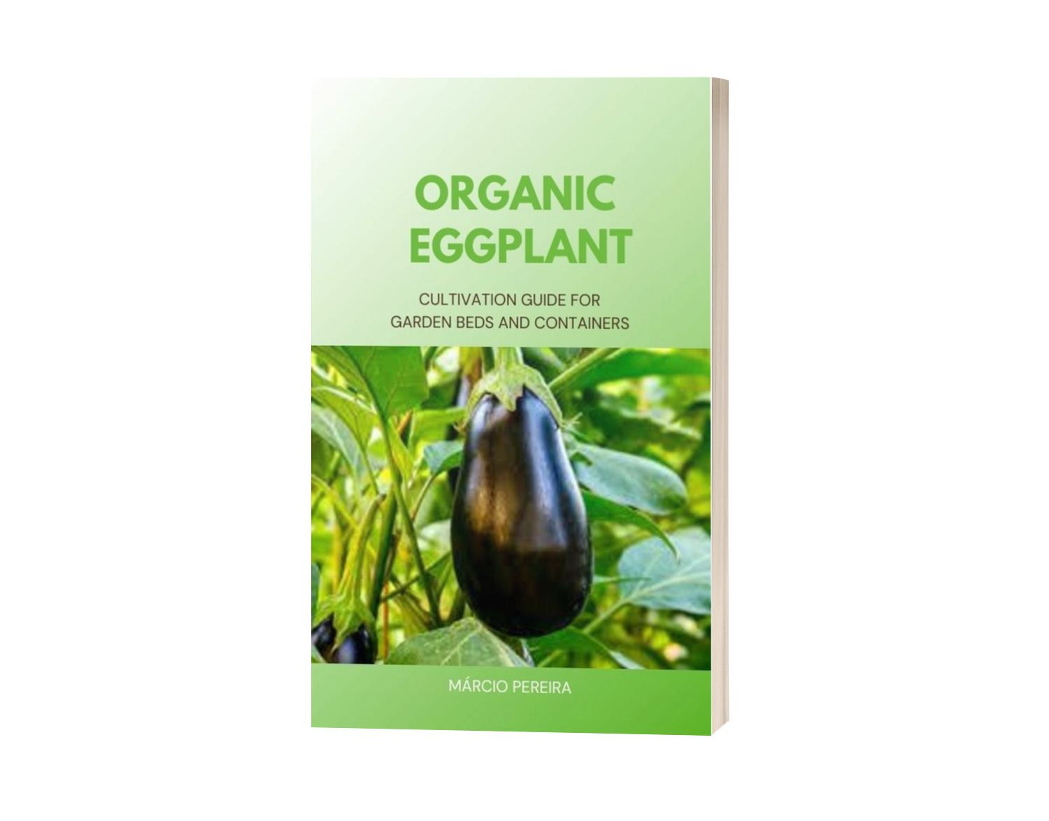 Organic Eggplant