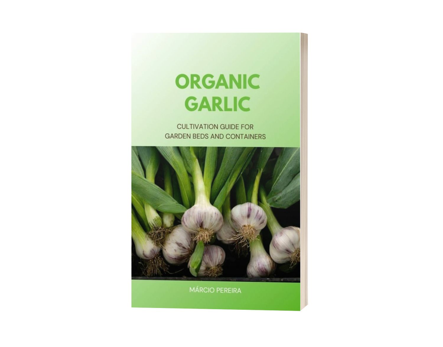 Organic Garlic