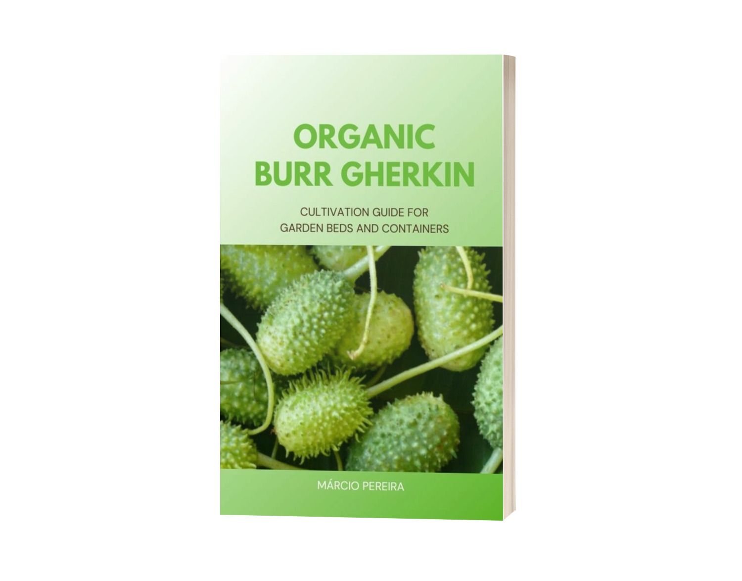 Organic Burr Gherkin