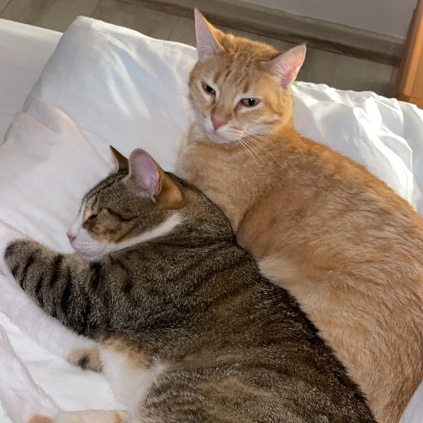 Cuidar com Amor: O Valor dos Animais Domésticos na Vida Familiar