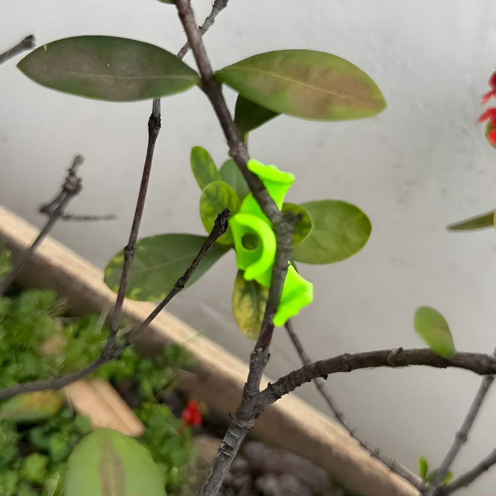 Acessorio treinamento plantas LST sem amarras cultivo indoor
